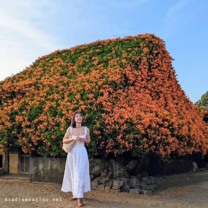 vinhxdcom_ngoi nha hoa xac phao (6)