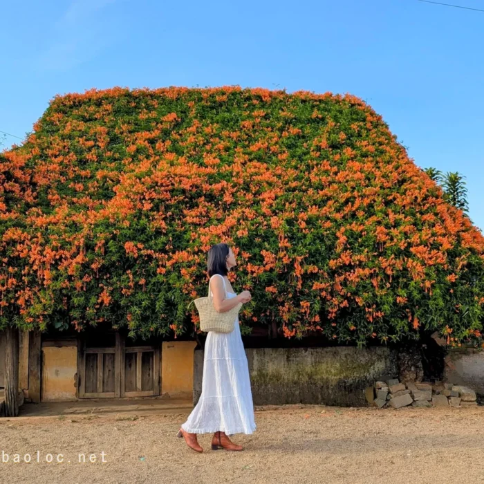 vinhxdcom_ngoi nha hoa xac phao (7)