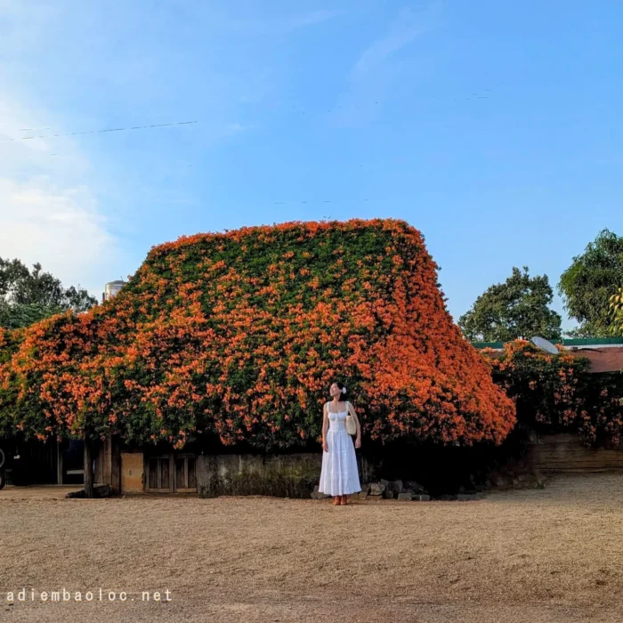 vinhxdcom_ngoi nha hoa xac phao (8)