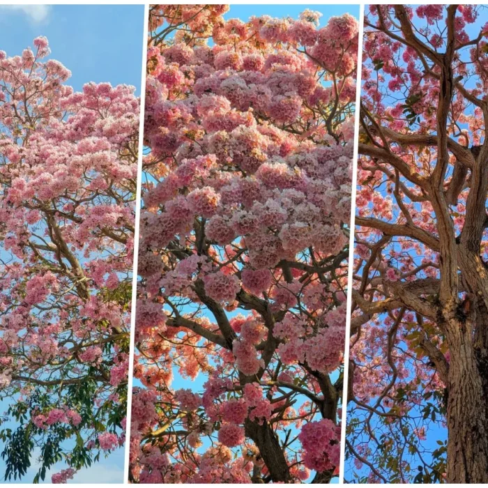 vinhxdcom_hoa ken hong bao loc