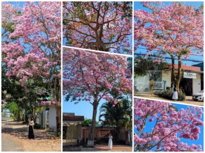 vinhxdcom_ken hong bao loc