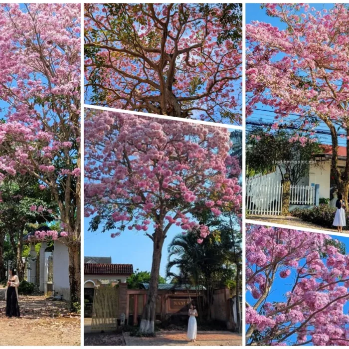 vinhxdcom_ken hong bao loc