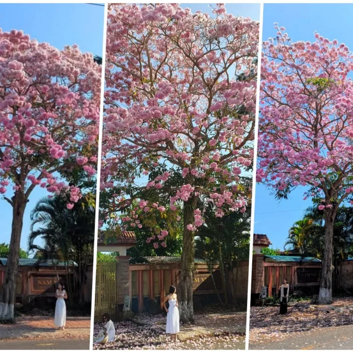 vinhxdcom_ken hong bao locx