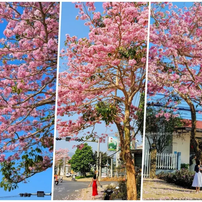 vinhxdcom_ken hong doc anh mai