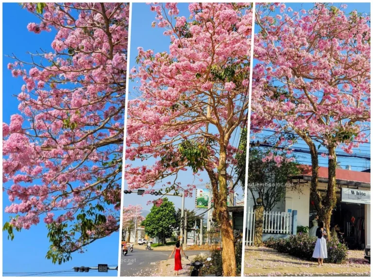 Kèn Hồng Bảo Lộc 1