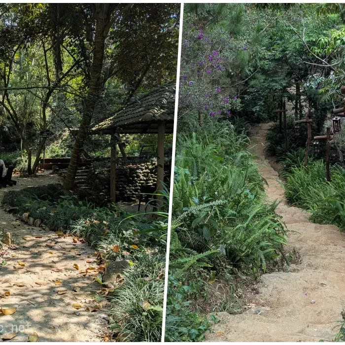 vinhxdcom_rung coffeebaoloc5