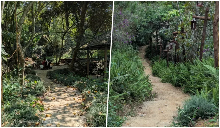 Rừng Cafe & Glamping 3